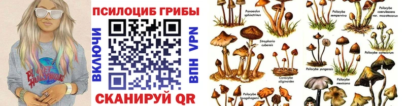 Купить где  Теберда  Псилоцибиновые грибы Magic Shrooms 